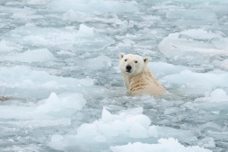 Polar bear (Ursus maritimus) swimming in ice floe. Svalbard, Norway.