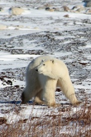 Polar bear (Ursus maritimus) in Alaska.